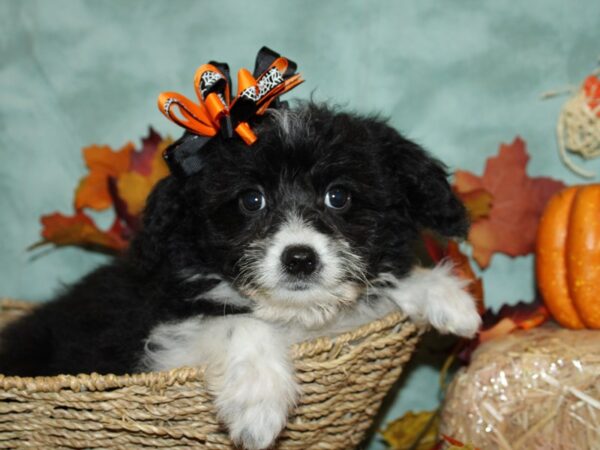 Aussie Poo-DOG-Female-Black & White-9098-Petland Dalton, Georgia