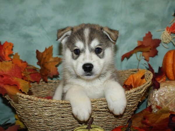 Huskimo-DOG-Male-BLK WHITE-19838-Petland Dalton, Georgia