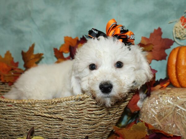 Marshmellow DOG Female WH 19841 Petland Dalton, Georgia