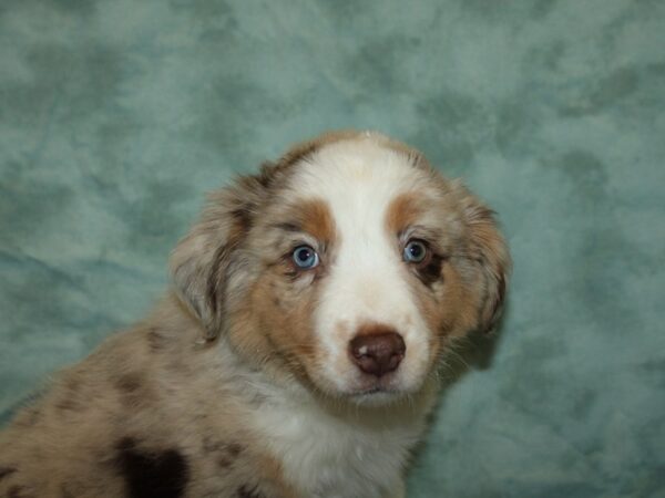 Australian Shepherd DOG Female Red Merle 9108 Petland Dalton, Georgia