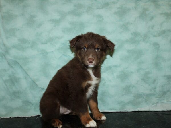 Australian Shepherd DOG Male Red Tri 9106 Petland Dalton, Georgia