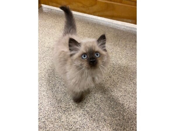 Himalayan CAT Male Blue Point 19844 Petland Dalton, Georgia