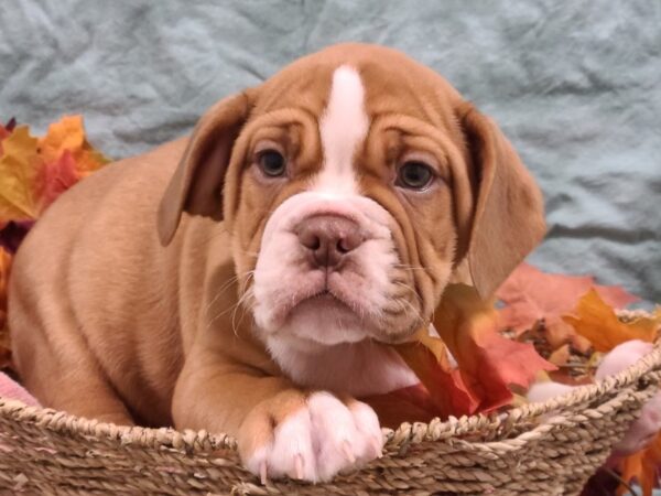 3/4 Beabull-DOG-Male-FAWN WHITE-19856-Petland Dalton, Georgia