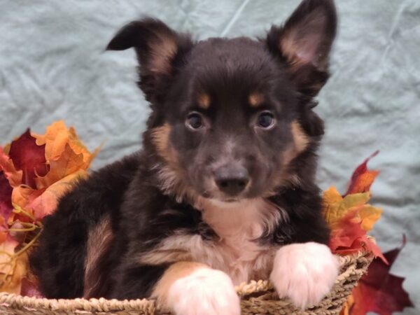 Mini Aussie-DOG-Female-BLK TRI-19850-Petland Dalton, Georgia