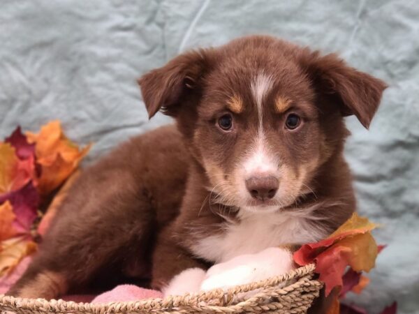 Australian Shepherd DOG Female Red & Tri 19849 Petland Dalton, Georgia