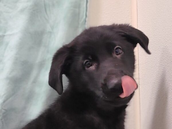 German Shepherd Dog DOG Male Black 19858 Petland Dalton, Georgia