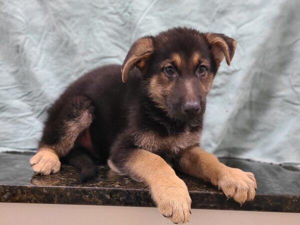 German Shepherd Dog DOG Male Black & Tan 19859 Petland Dalton, Georgia