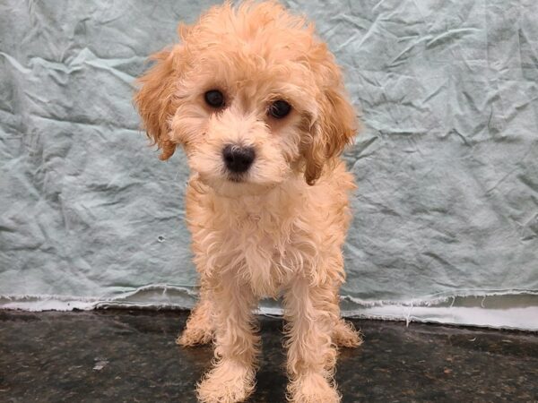 Miniature Goldendoodle DOG Female Cream 19863 Petland Dalton, Georgia