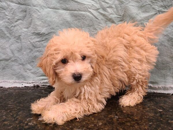 Miniature Goldendoodle-DOG-Female-Cream-19862-Petland Dalton, Georgia