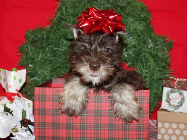 Miniature Schnauzer DOG Male Choc 19872 Petland Dalton, Georgia