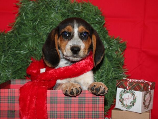 Beagle-DOG-Male--19881-Petland Dalton, Georgia