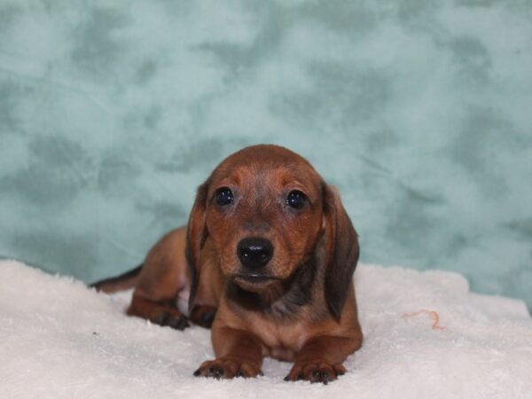 Dachshund DOG Male RED 9109 Petland Dalton, Georgia