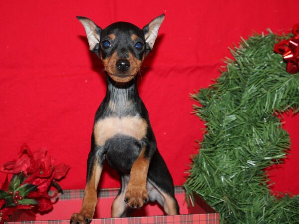 Miniature Pinscher DOG Male Black / Rust 9118 Petland Dalton, Georgia