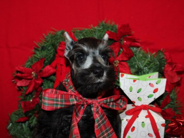 Miniature Schnauzer DOG Male SALT PEPPER 9127 Petland Dalton, Georgia