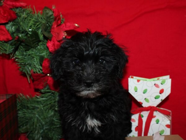 Cockapoo DOG Female BLK WH 9128 Petland Dalton, Georgia