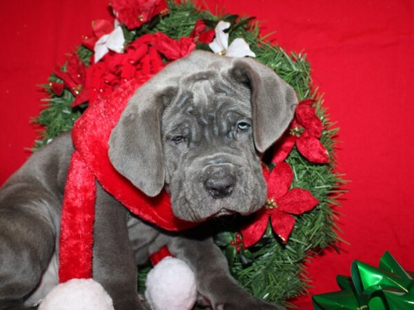 Neapolitan Mastiff-DOG-Male-Blue-19898-Petland Dalton, Georgia