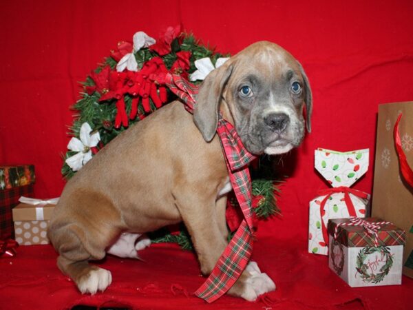 Boxer-DOG-Male-Fawn & White-9122-Petland Dalton, Georgia