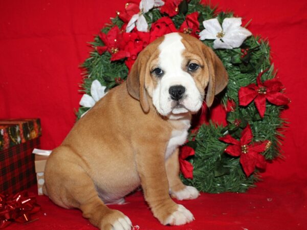 Bulldog DOG Male Red / White 9117 Petland Dalton, Georgia