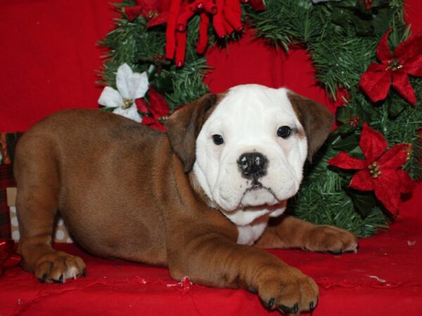 Bulldog-DOG-Male-Brown-9121-Petland Dalton, Georgia