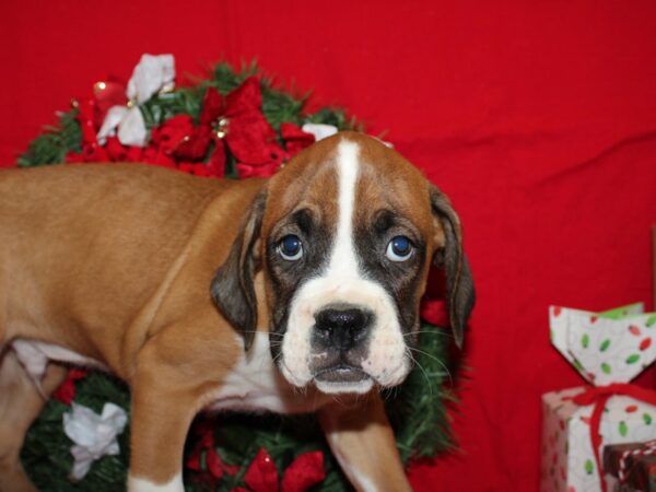 Boxer DOG Male Fawn & White 19889 Petland Dalton, Georgia