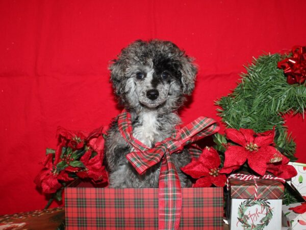 Poodle Mini DOG Female Merle 19888 Petland Dalton, Georgia