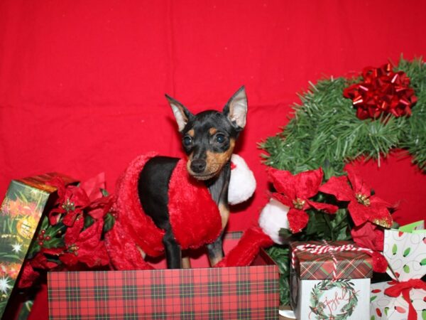 Miniature Pinscher DOG Female Black / Rust 19886 Petland Dalton, Georgia