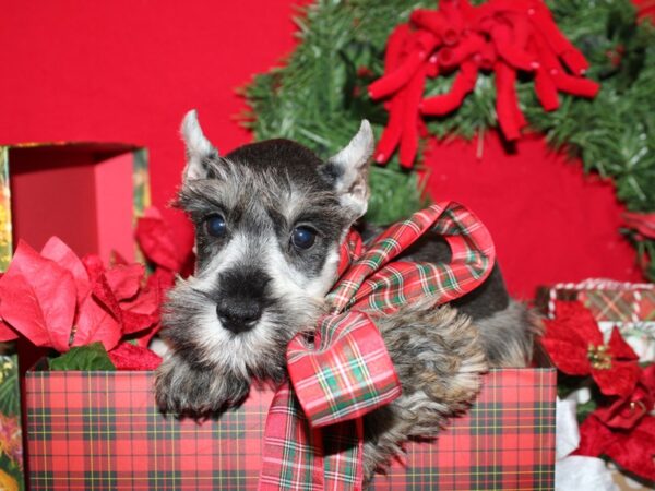 Miniature Schnauzer DOG Female SALT PEPPER 19902 Petland Dalton, Georgia