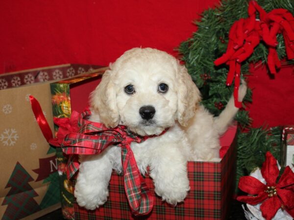 Cockadoodle DOG Male apricot 19906 Petland Dalton, Georgia