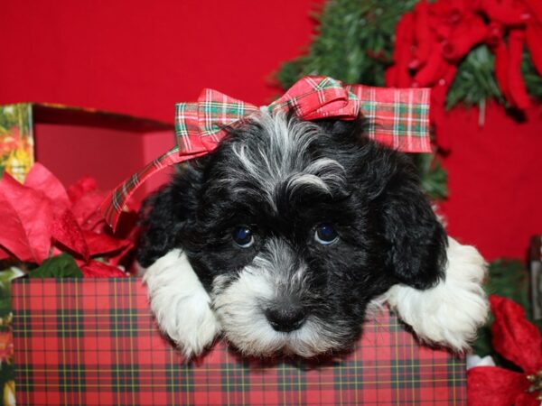 Teddy DOG Male BLK WHITE 19904 Petland Dalton, Georgia