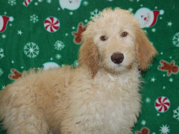 F2 ST Goldendoodle DOG Male Cream 9076 Petland Dalton, Georgia