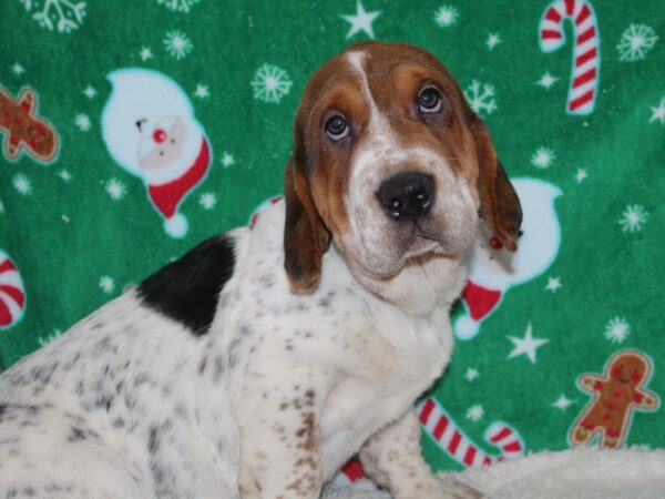 Walrus-DOG-Male-Tri-9091-Petland Dalton, Georgia