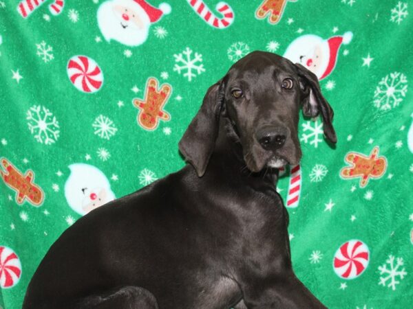 Great Dane DOG Male Black 9085 Petland Dalton, Georgia