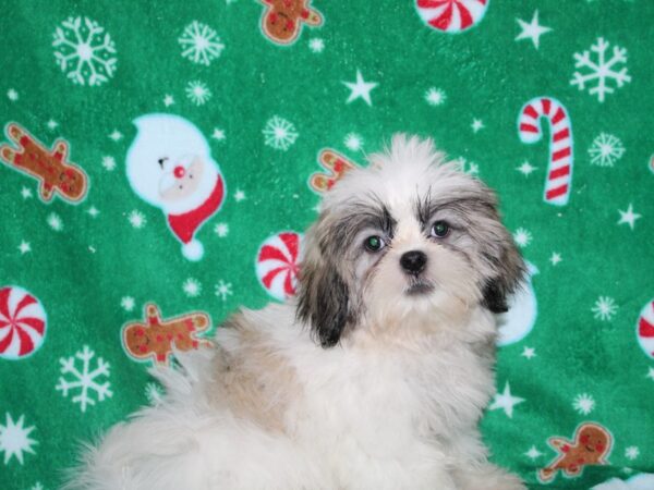 Shih Tzu-DOG-Male-BRN WH-9092-Petland Dalton, Georgia