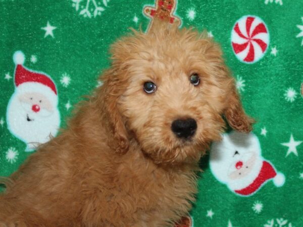 2nd Generation Standard Goldendoodle-DOG-Female-red-9105-Petland Dalton, Georgia