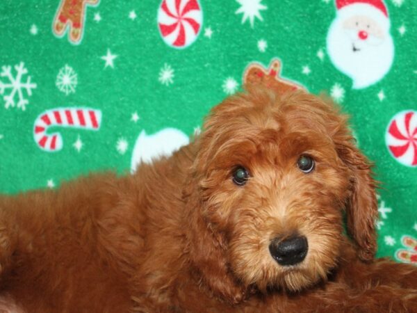 2nd Generation Standard Goldendoodle-DOG-Female-RED-9107-Petland Dalton, Georgia