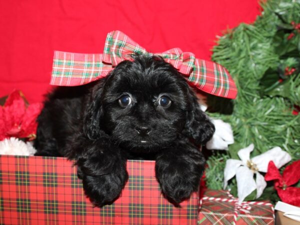 Shorkie-DOG-Female-black tan-9138-Petland Dalton, Georgia