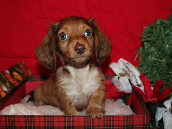 Dachshund DOG Male 19929 Petland Dalton, Georgia