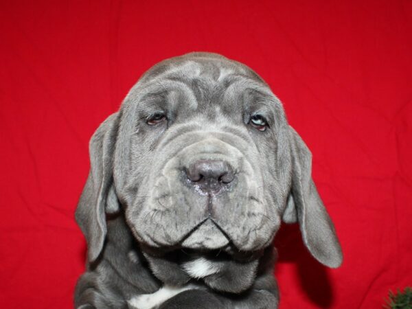 Neapolitan Mastiff-DOG-Female--19932-Petland Dalton, Georgia