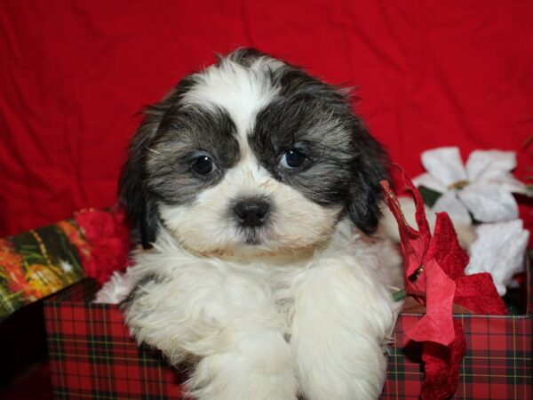 Shih Tzu DOG Female BRINDLE WH 19918 Petland Dalton, Georgia