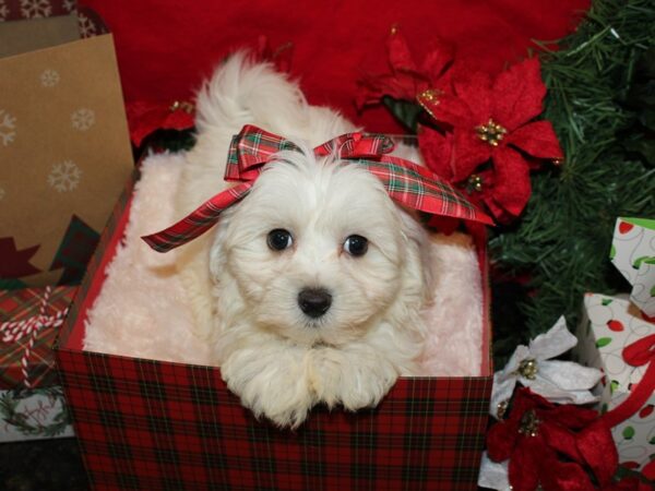 Maltichon-DOG-Male-WH-19946-Petland Dalton, Georgia