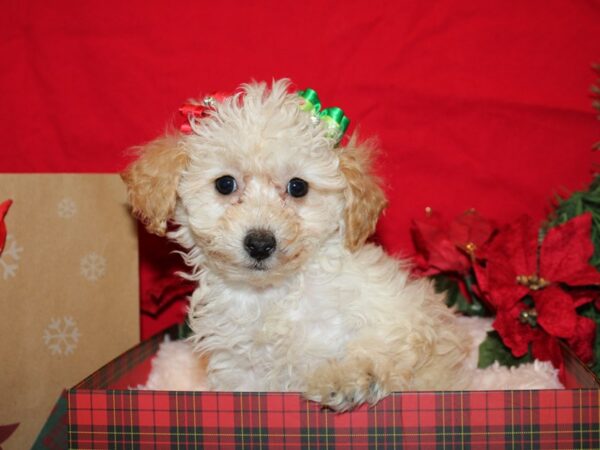 Miniature Poodle DOG Female RED 19937 Petland Dalton, Georgia