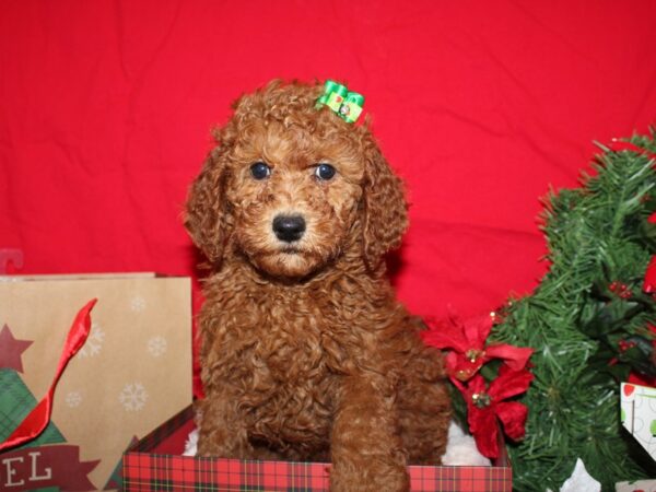 F2 MINI GOLDENDOODLE-DOG-Female-Red-19934-Petland Dalton, Georgia