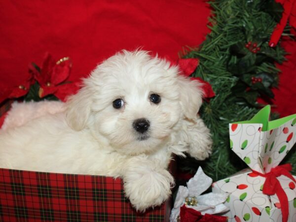 Maltichon-DOG-Female-WH-9163-Petland Dalton, Georgia