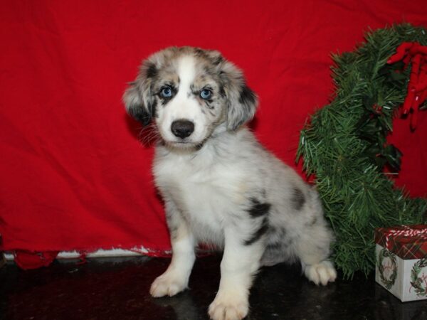 Mini Aussie-DOG-Male-BLUE MERLE-19939-Petland Dalton, Georgia