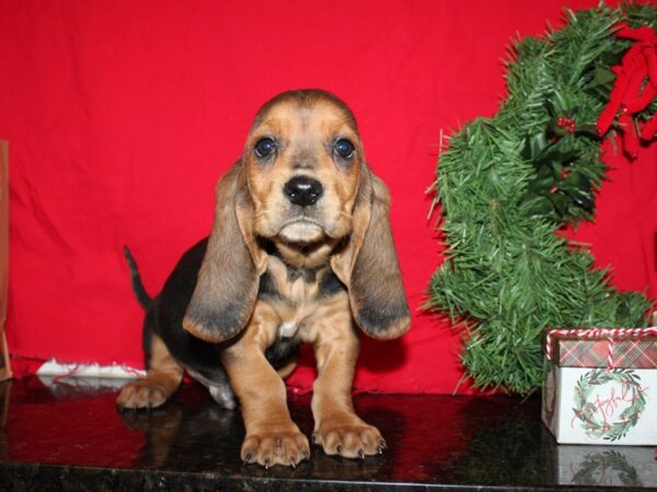 Basset Hound Mix-DOG-Male-Blk & Tan-19952-Petland Dalton, Georgia