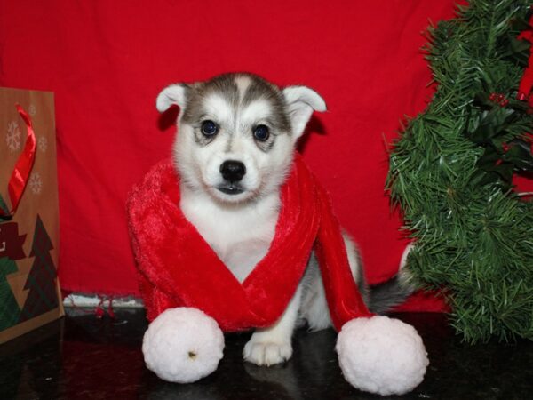 Huskimo-DOG-Female-BLK WH-19949-Petland Dalton, Georgia