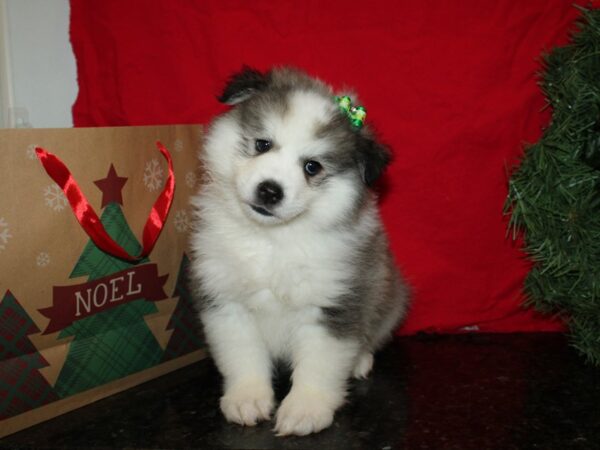 Huskimo-DOG-Female-BLK WHITE-19938-Petland Dalton, Georgia