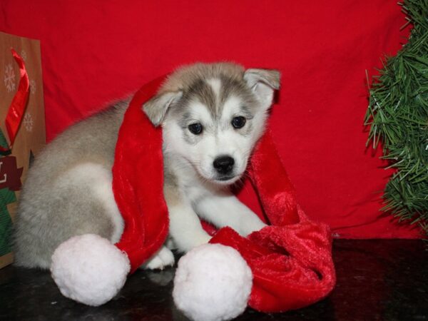 Huskimo-DOG-Male-BLK WH-9164-Petland Dalton, Georgia