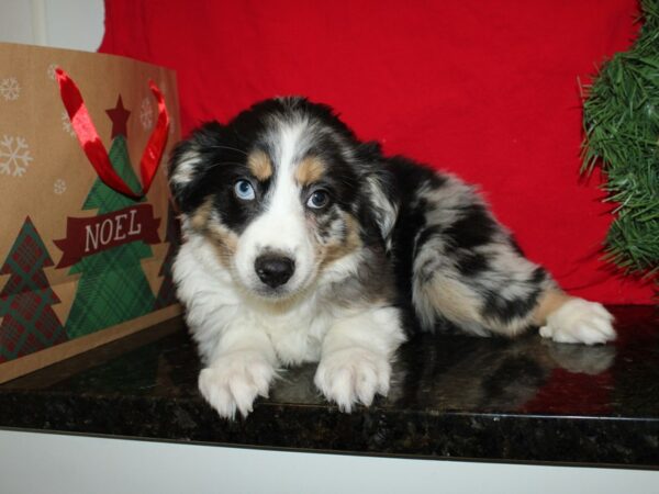Miniature Australian Shepherd-DOG-Male-blue merle-9155-Petland Dalton, Georgia