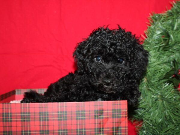 Yorkiepoo-DOG-Male-BLK-9172-Petland Dalton, Georgia